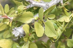Prunus fremontii