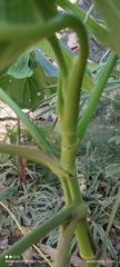 Piper auritum