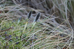 Eriophorum vaginatum