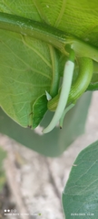 Piper auritum