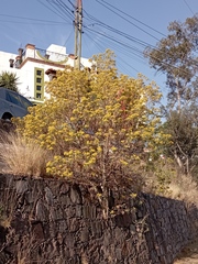 Barkleyanthus salicifolius