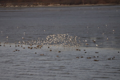 Calidris alpina