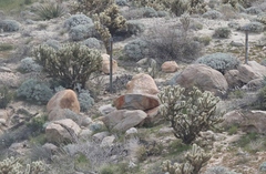 Cylindropuntia wolfii