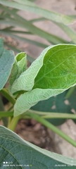 Piper auritum