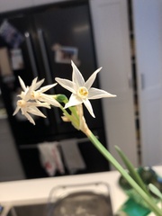 Narcissus poeticus