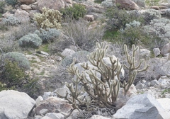 Cylindropuntia wolfii