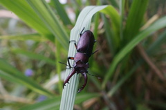 Lucanus formosanus