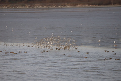Calidris alpina