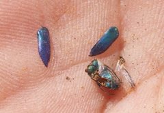 Chrysobothris bicolor