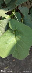 Piper auritum