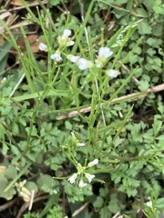 Cardamine parviflora