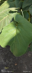 Piper auritum
