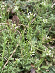 Cardamine parviflora
