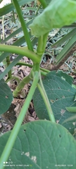 Piper auritum
