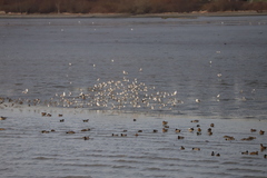 Calidris alpina
