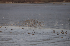 Calidris alpina