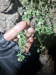 Lippia graveolens