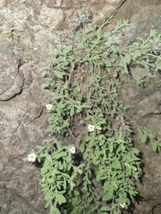 Lippia graveolens