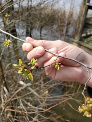 Planera aquatica