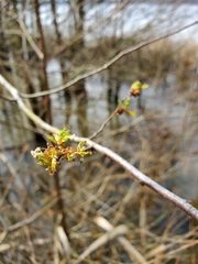 Planera aquatica