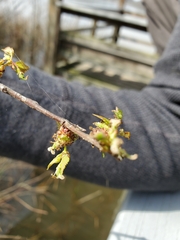 Planera aquatica