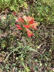 Castilleja indivisa
