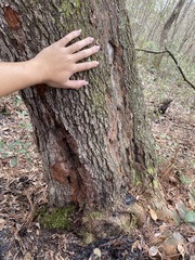 Cliftonia monophylla