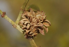 Asphondylia rosetta