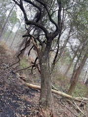 Cliftonia monophylla