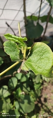 Piper umbellatum