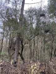 Cliftonia monophylla