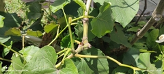 Piper umbellatum