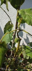 Piper umbellatum
