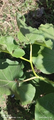 Piper umbellatum