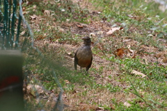 Turdus rufiventris