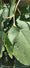 Piper umbellatum