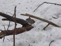 Clethrionomys gapperi