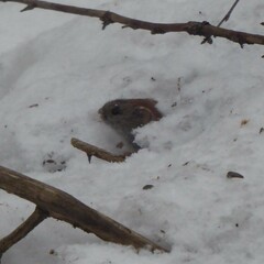 Clethrionomys gapperi