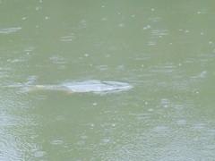 Atractosteus spatula