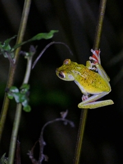 Boana rufitela