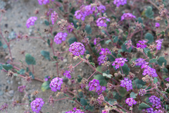 Abronia villosa