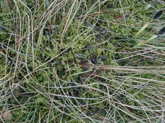 Vaccinium microcarpum