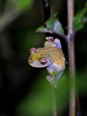 Boana rufitela