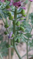 Fumaria officinalis
