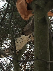 Xylobolus frustulatus