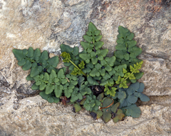 Argyrochosma jonesii