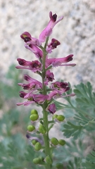 Fumaria officinalis