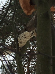 Xylobolus frustulatus