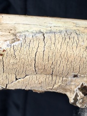 Xylobolus frustulatus