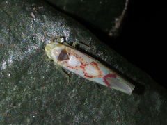 Zygina flammigera